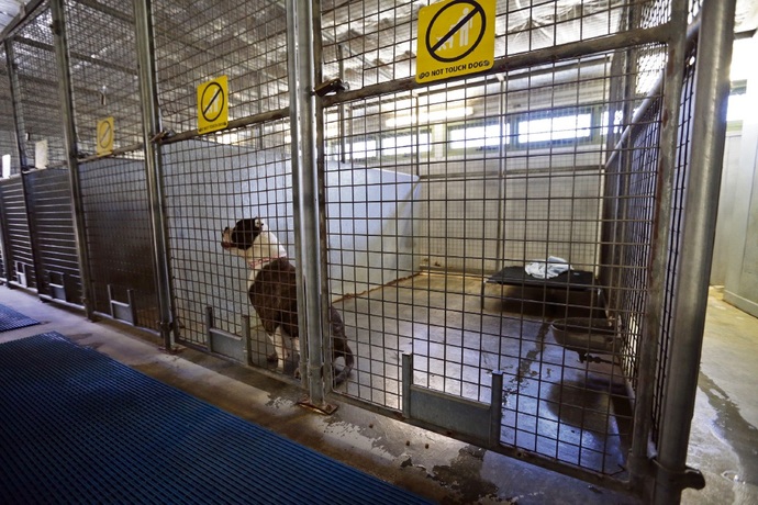 where dogs belong