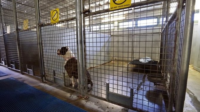 Dog owners unleash dogs at parks but according to Berkeley law this is illegal?
