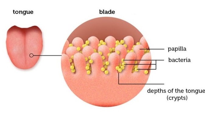 If you knew how much bacteria tongues contain. Would you think twice about kissing strangers?