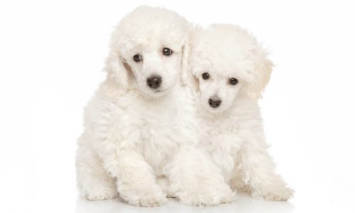What is your favorite breed of puppy?
