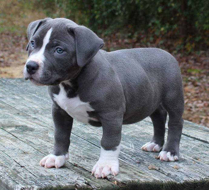 What is your favorite breed of puppy?
