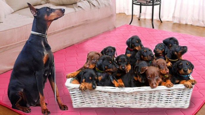 What is your favorite breed of puppy?