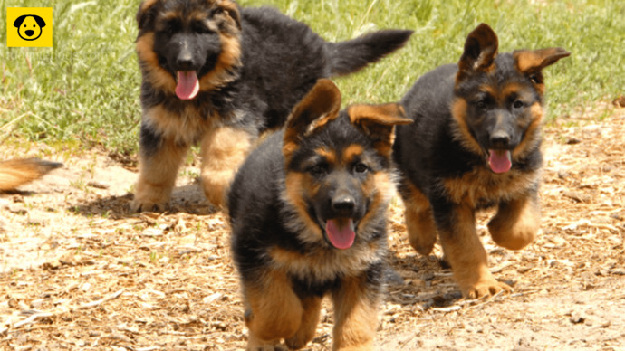 What is your favorite breed of puppy?
