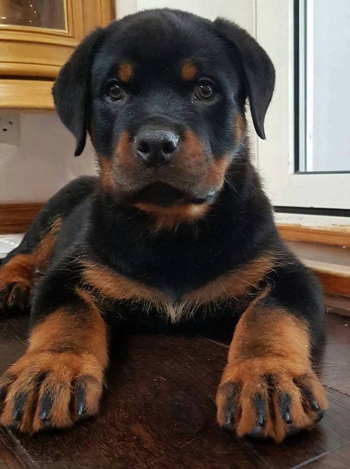 VOTE H: ROTTWEILER