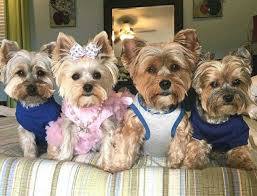 VOTE J: YORKSHIRE TERRIER