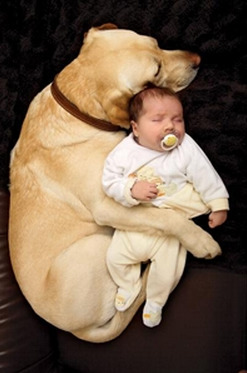 What is your favorite breed of puppy?