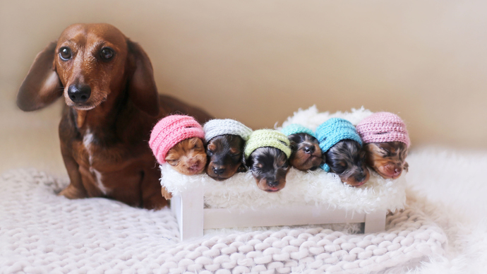 VOTE I: DACHSHUND