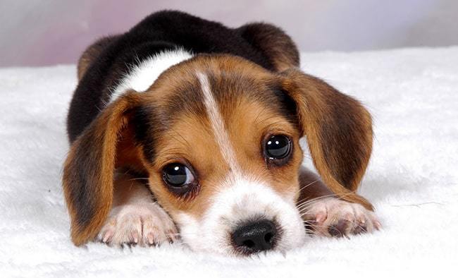 What is your favorite breed of puppy?