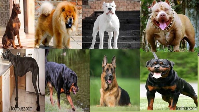 What is your favorite breed of puppy?