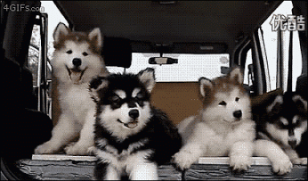 huskies & malamutes!!