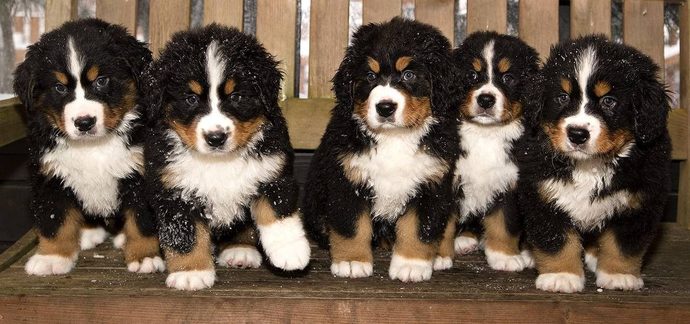 What is your favorite breed of puppy?