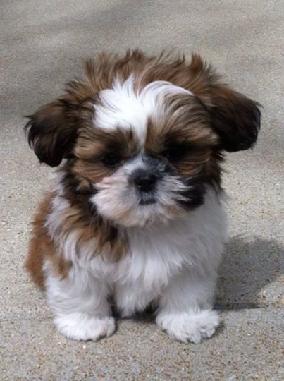 Shih Tzu