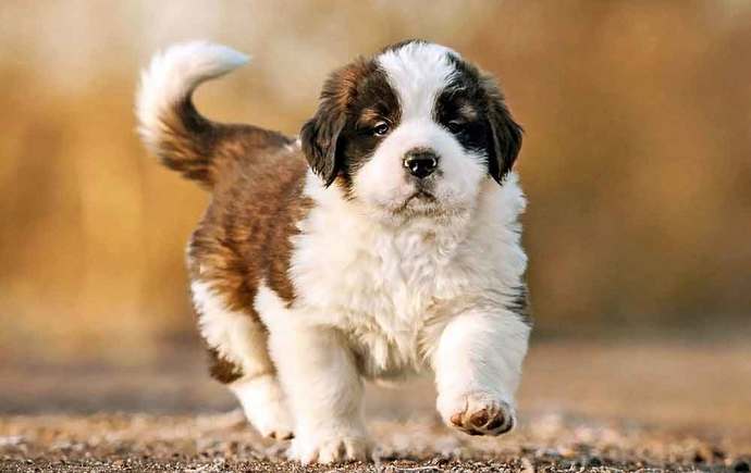 Saint Bernard