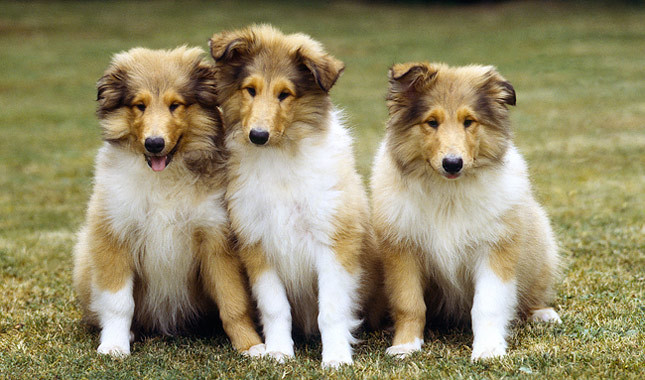 What is your favorite breed of puppy?