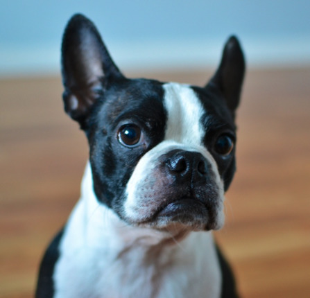 Boston Terrier. Popular breed found in lots of adverts lately.