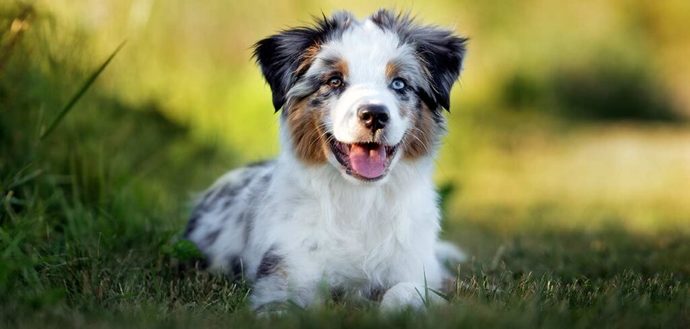 What is your favorite breed of puppy?