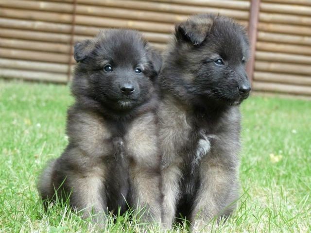 What is your favorite breed of puppy?
