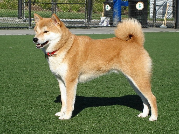 What is your favorite breed of puppy?