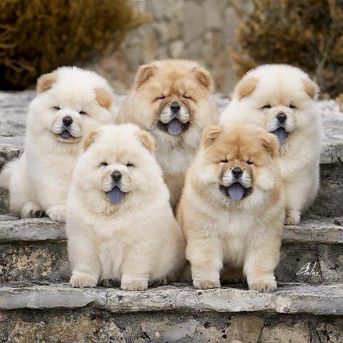 What is your favorite breed of puppy?
