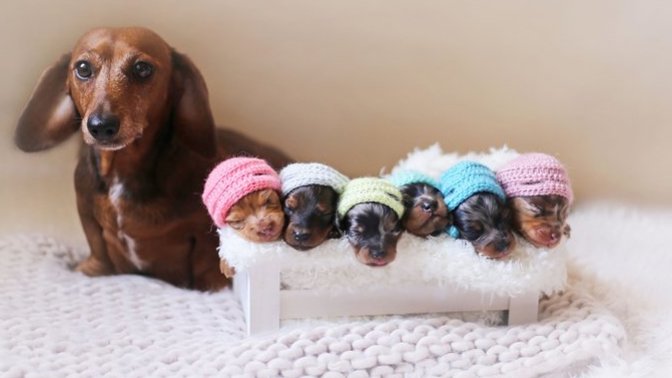 What is your favorite breed of puppy?