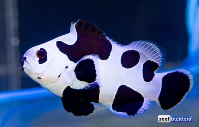 Black Storm Clownfish