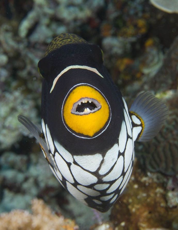 Clown Triggerfish