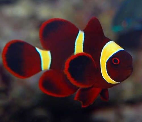 Yellowstripe Maroon Clownfish