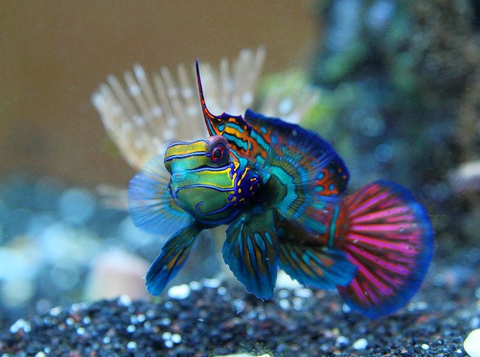 Red Mandarin