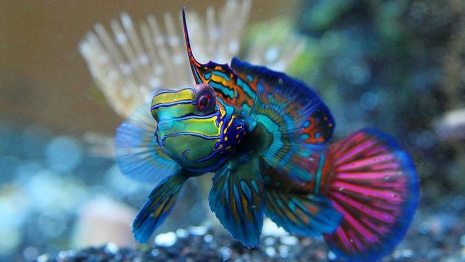 Have you ever had a saltwater aquarium and regretted it?