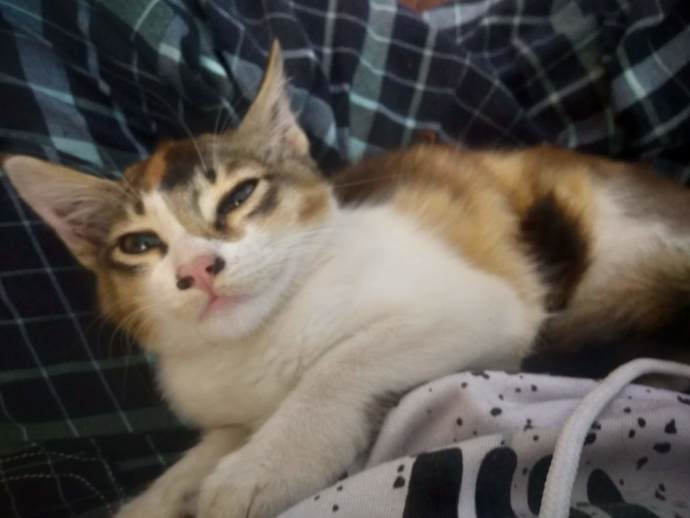 Sleeping on my lap