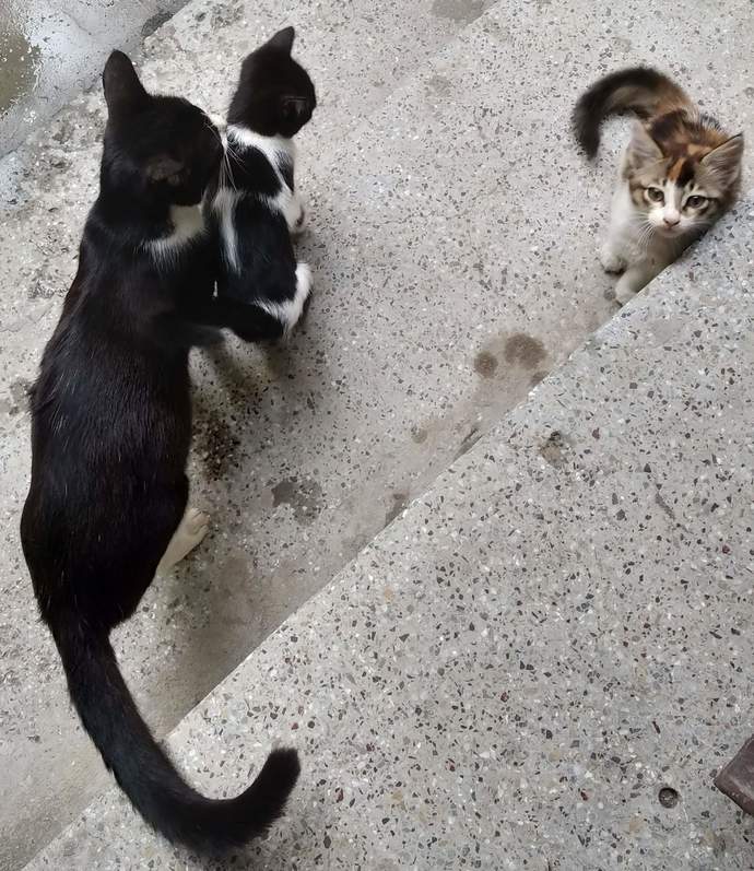 Stray family, mother one son and daughter