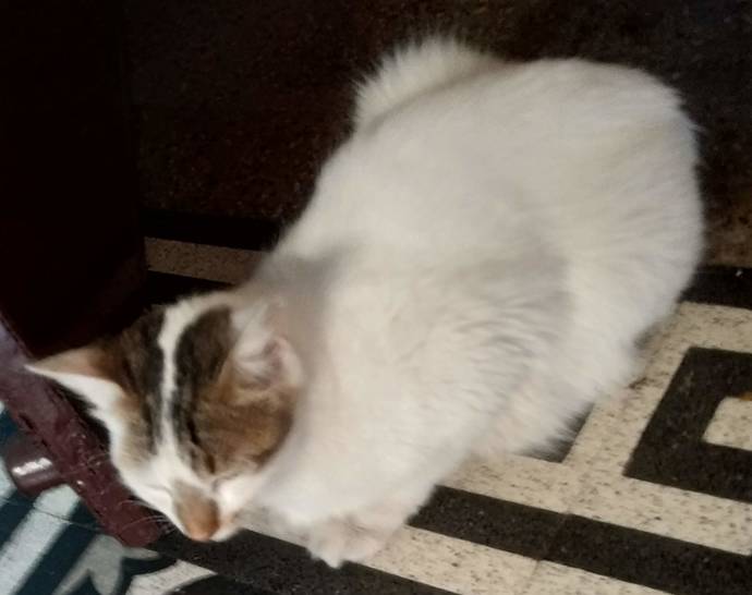 my neighbours cat, she was pregnant then