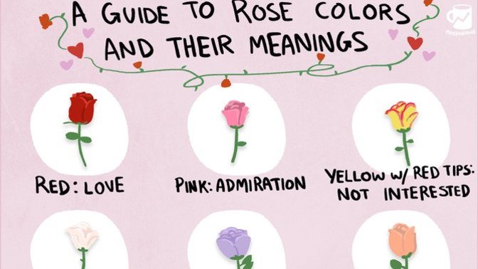 Do you know what the color of the rose means?