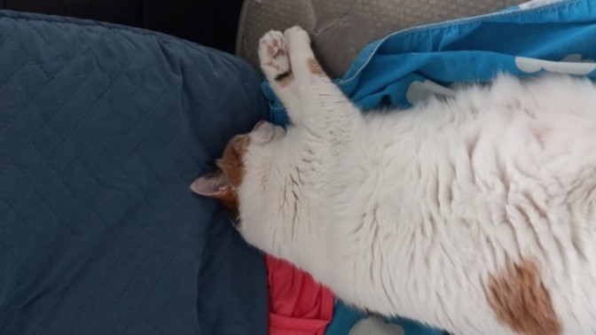 I can't be the only one that cares about animals comfort?