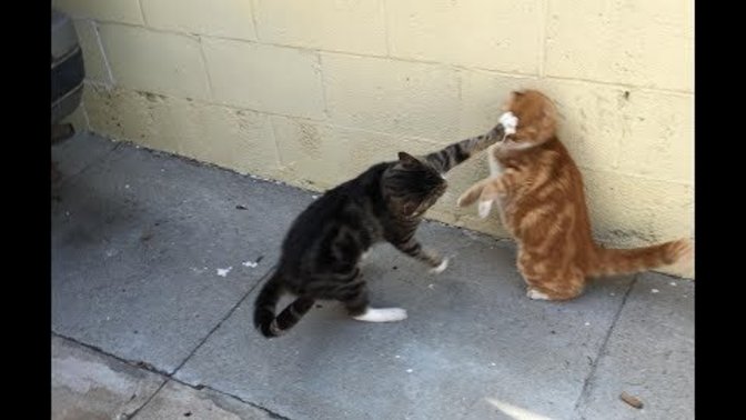How often does your cat slap your face?