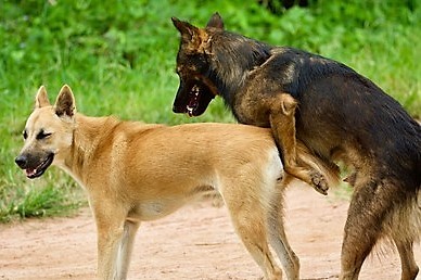 Are you fixed? Hell no! You're gonna have some pups