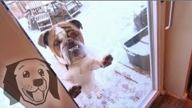 Why do some guys get so offended about people neutering their pets?