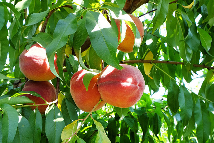 Peaches! :)