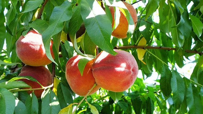 I Really Like Peaches. Can't Get Enough of Them. Anyone Else the Same?