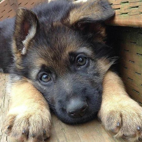 I love dogs ๐ฉ๐ค