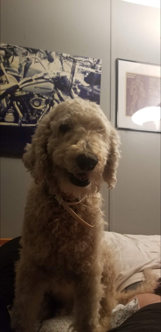 If you had a pet what would it be?