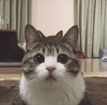 a cat