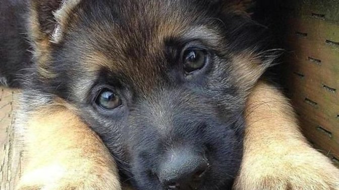 If you had a pet what would it be?