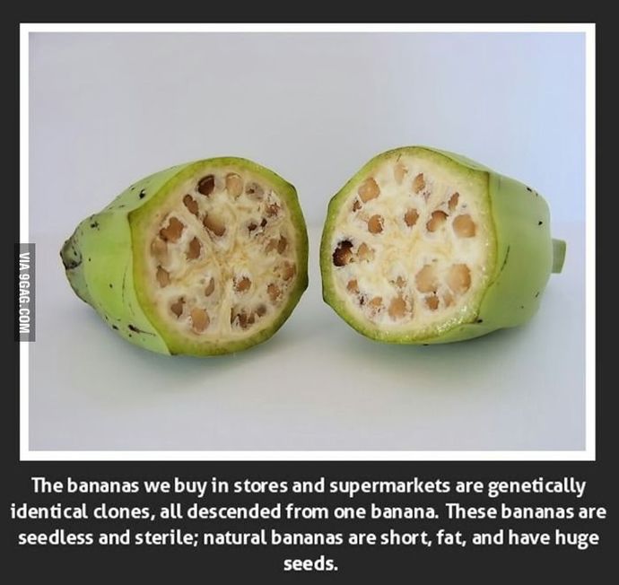 How do you feel about genetically modified foods?