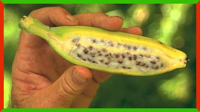 How do you feel about genetically modified foods?