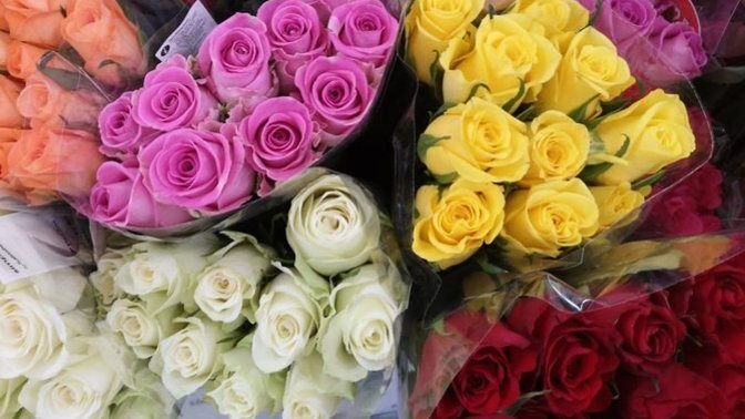 Ladies, how do I pick roses for my coworkers on V-Day?