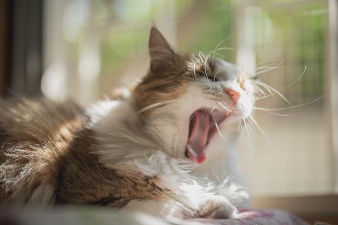 If every time you woke up, you found yourself uncontrollably shouting a word or phrase, what would it likely be?
