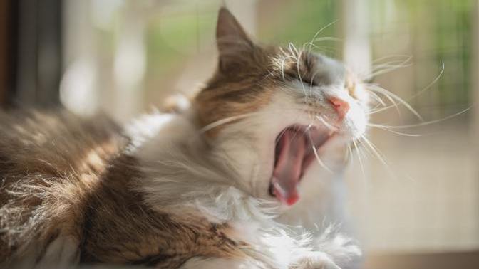 If every time you woke up, you found yourself uncontrollably shouting a word or phrase, what would it likely be?