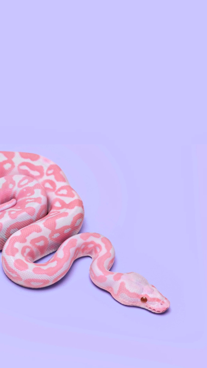 Snakes are so cute 🥰 