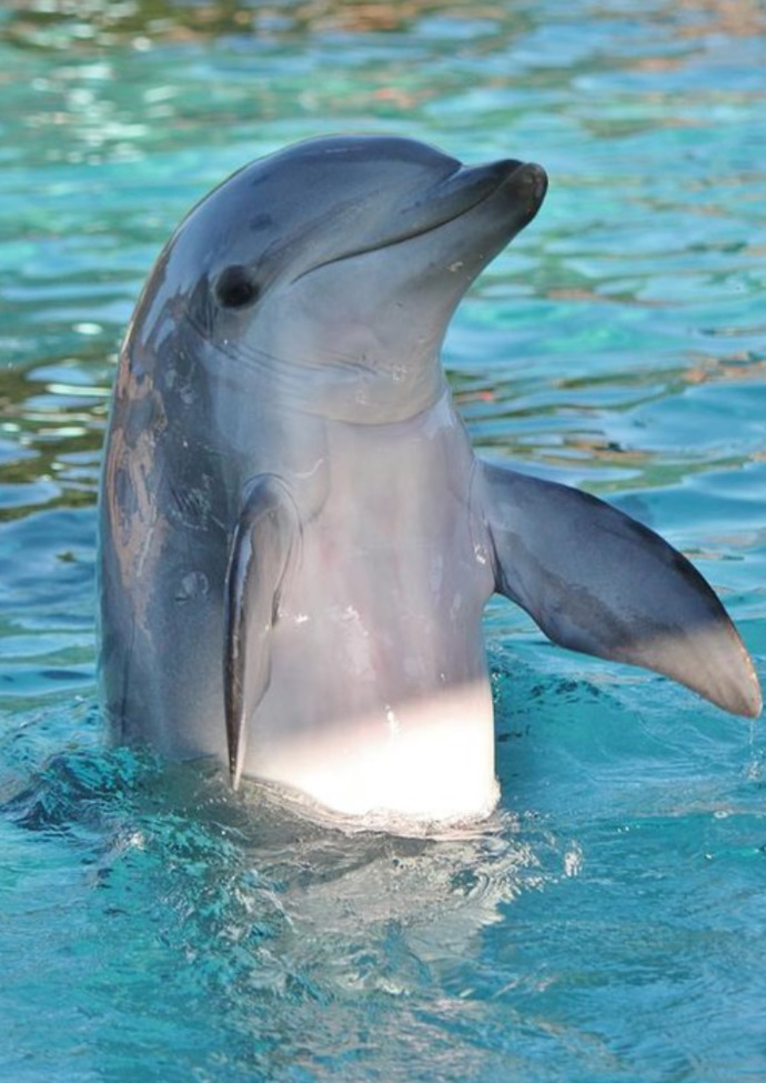 Someone here gave this pic. The dolphin is so cute! 